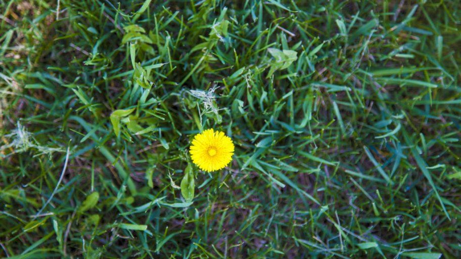 Dendelion in grass